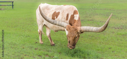 Texas Longhorn