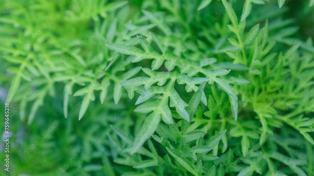 green grass background