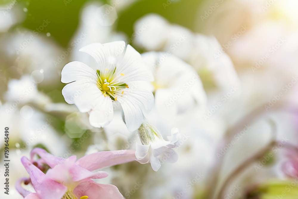 White flowers on a defocal background with sun flares and blurred lights. Beautiful Flower Card, Mother's Day, Birthday, Wedding. Banner with space for copy, text, and ads White flowers on a defocal background with sun flares and blurred lights. Beautiful Flower Card, Mother's Day, Birthday, Wedding. Banner with space for copy, text, and ads
