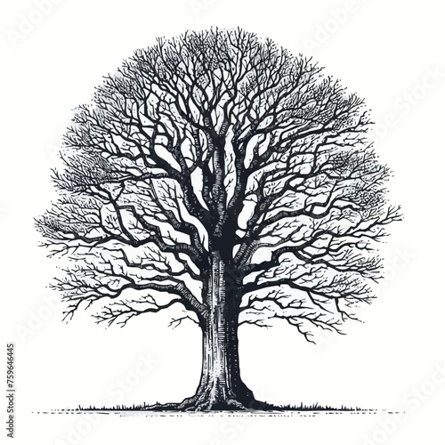 Fototapeta Naklejka Na Ścianę i Meble -  Leafless tree silhouette clipart, nature illustration in black vector.