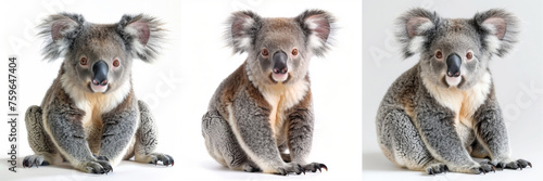A cute koala sitting and looking forward, captured in a studio-like portrait. © khonkangrua