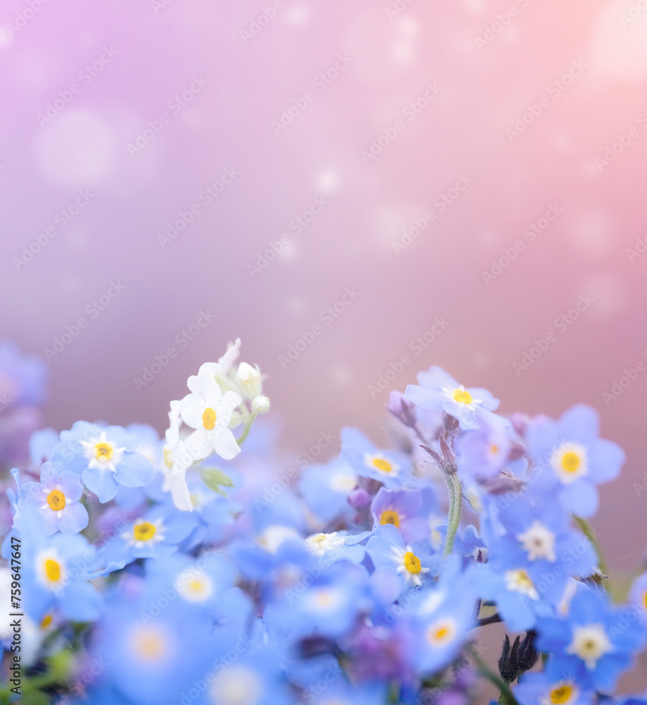 Postcard with blue and white forget-me-nots on a beautiful defocus background, blurred lights. Banner with space for copy, blurred lights and highlights. Blue small flowers, macro photography of