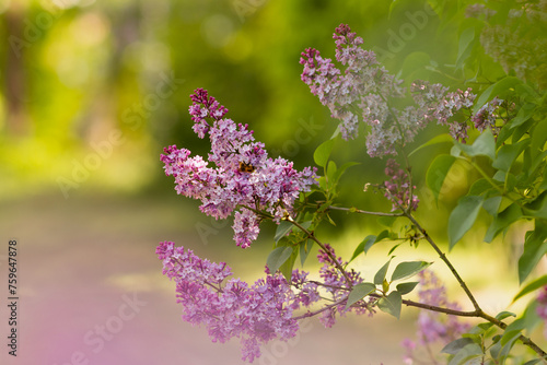 Branches of lilacs with flowers