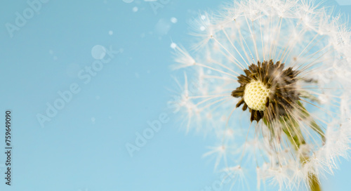 A dandelion plant with electric blue petals blowing in the wind against a backdrop of a clear blue sky  creating a stunning image of nature captured in macro photography