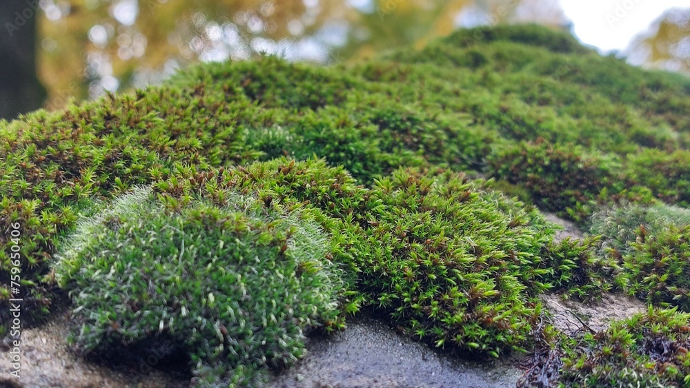 moss on a tree moss on a tree