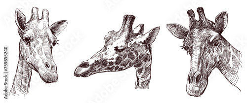 Giraffes heads sketches, african wild animal, horned spotted mammal, vector hand drawings isolated on white
