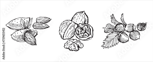 Nuts;hazelnut; almond;walnut, sketches,various,delicious healthy food, vector hand drawings isolated on white
