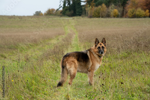 alsatian, german shepherd bitch, lovely black and tan colours and coat looking toward the camera © Martin