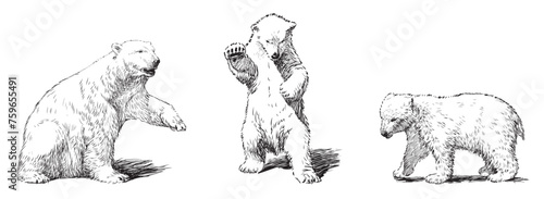 Fototapeta Naklejka Na Ścianę i Meble -  Polar bears, baby animal, white, standing on hind legs, cubs, realistic, sketches, vector hand drawings isolated on white