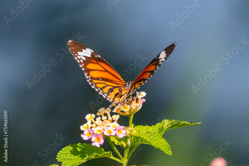 Butterfly © Zinda Shaik Mohideen