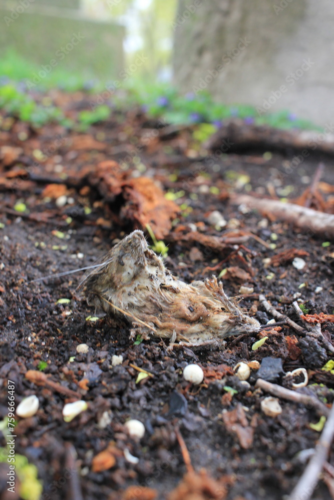 Small dead mouse on the ground. Small dead mouse on the ground.