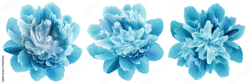 Set blue peonies flowers on isolated background. Closeup. Transparent background. Nature. Set blue peonies flowers on isolated background. Closeup. Transparent background. Nature.