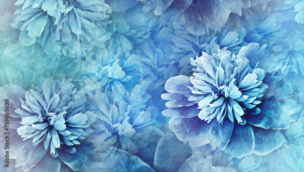Floral blue background. Peony flower and petals. Close-up. Nature. Floral blue background. Peony flower and petals. Close-up. Nature.