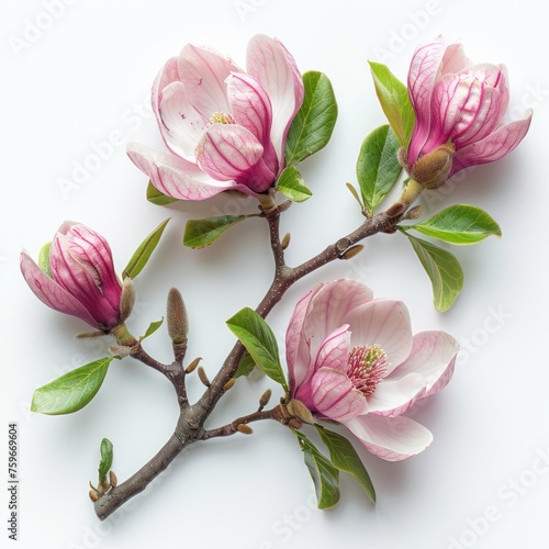 Magnolia flower isolated on white background