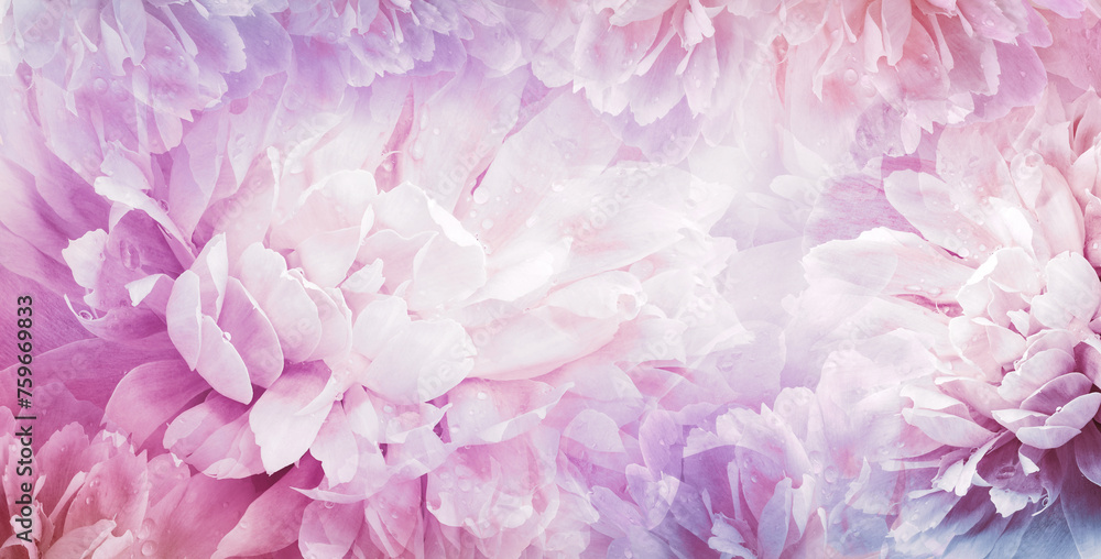 Floral spring background. Peony and tulip petals. Drops of water on flowers. Close-up. Nature.