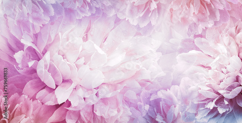 Floral spring background. Peony and tulip petals. Drops of water on flowers. Close-up. Nature.