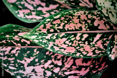 A close up of a pink and green leaf with a lot of spots