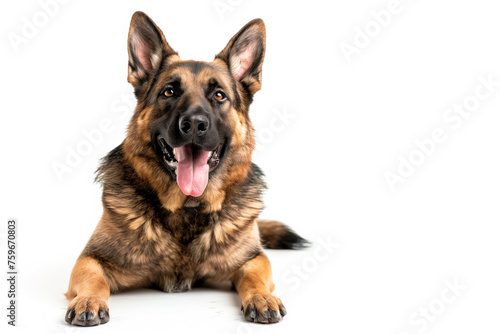 Happy German Shepherd on white background © kossovskiy