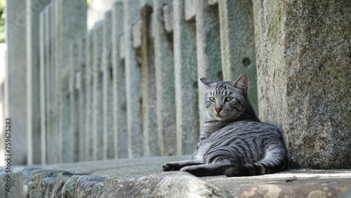 神社のネコ © 利光 守本
