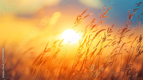Golden sunset through wheat field © edojob