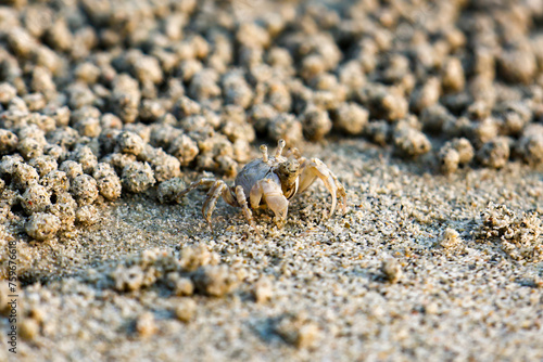 A closeup Ghost crab on the beach is making many balls of sand on the beach. In fact, it was eating the nutrients in the sand by the sea.