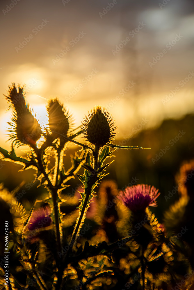 Obraz premium Thistles at warm sunset during summer