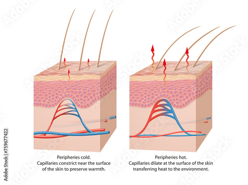 Thermoregulation of the human body