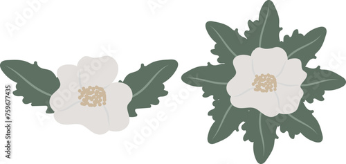 set of two impatien white flowers elements for your designs, hand drawn, naive style, isolated object on a white background