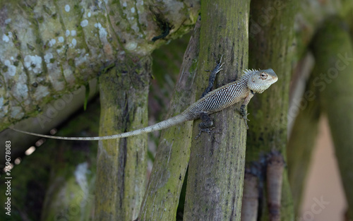 Oriental garden lizard in Sri Lanka, agamid lizard with long tail photo