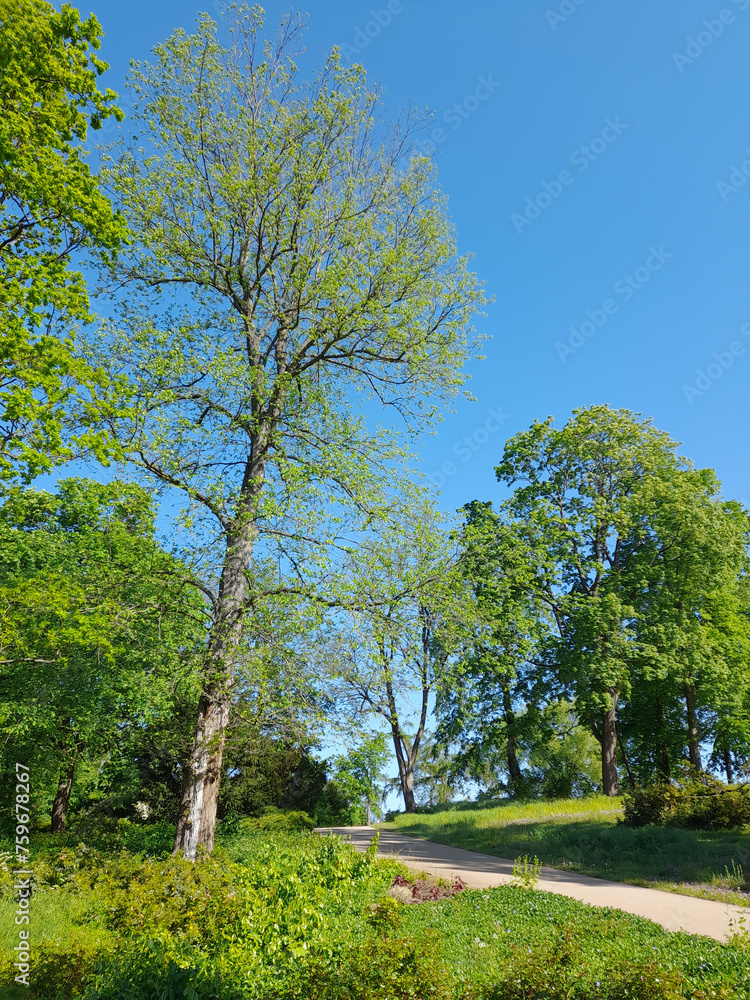 Park mit Weg und Baum