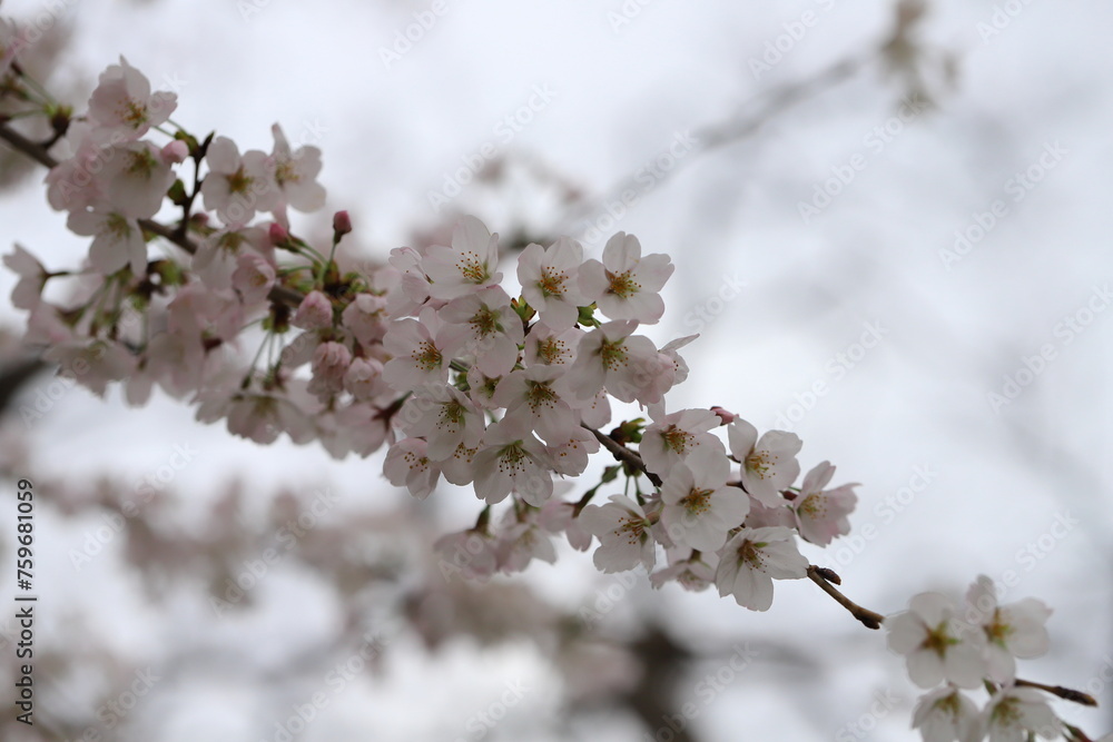 日本の春の公園に咲くソメイヨシノの桜の花