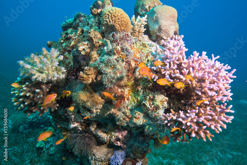 Korallenstock im Roten Meer mit verschiedenfarbigen Arten und Fahnenbarschen im Vordergrund