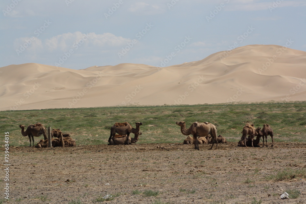 The wild bactrian camels in the magnificent background of vast Khongor sand dunes, Umnugovi province, Mongolia. The valley is so silent in evening summertime. The wind also blows gently.