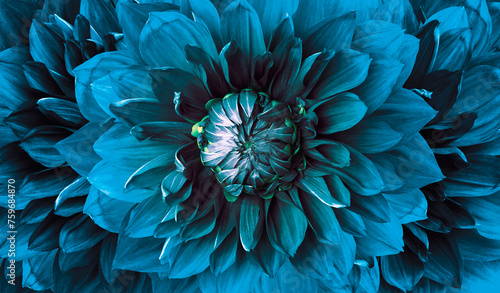 Dahlia  blue.   flower. Floral  background.    Nature.
