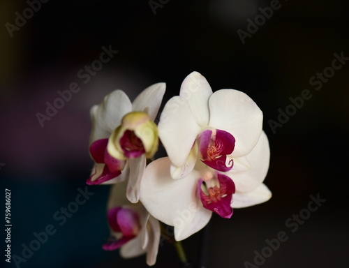 white orchid on black