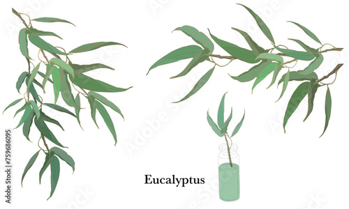 ユーカリ・精油＆アロマ・芳香植物