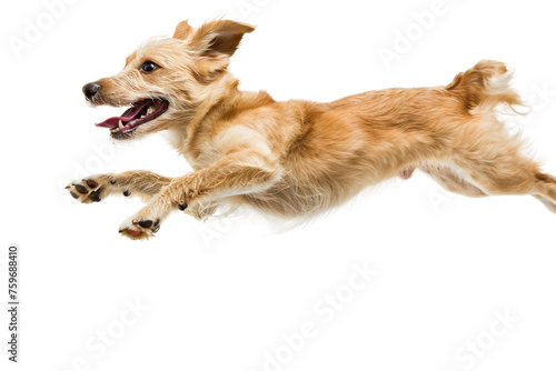Joyful Dog Jumping High isolated on transparent background, © AIstudio1