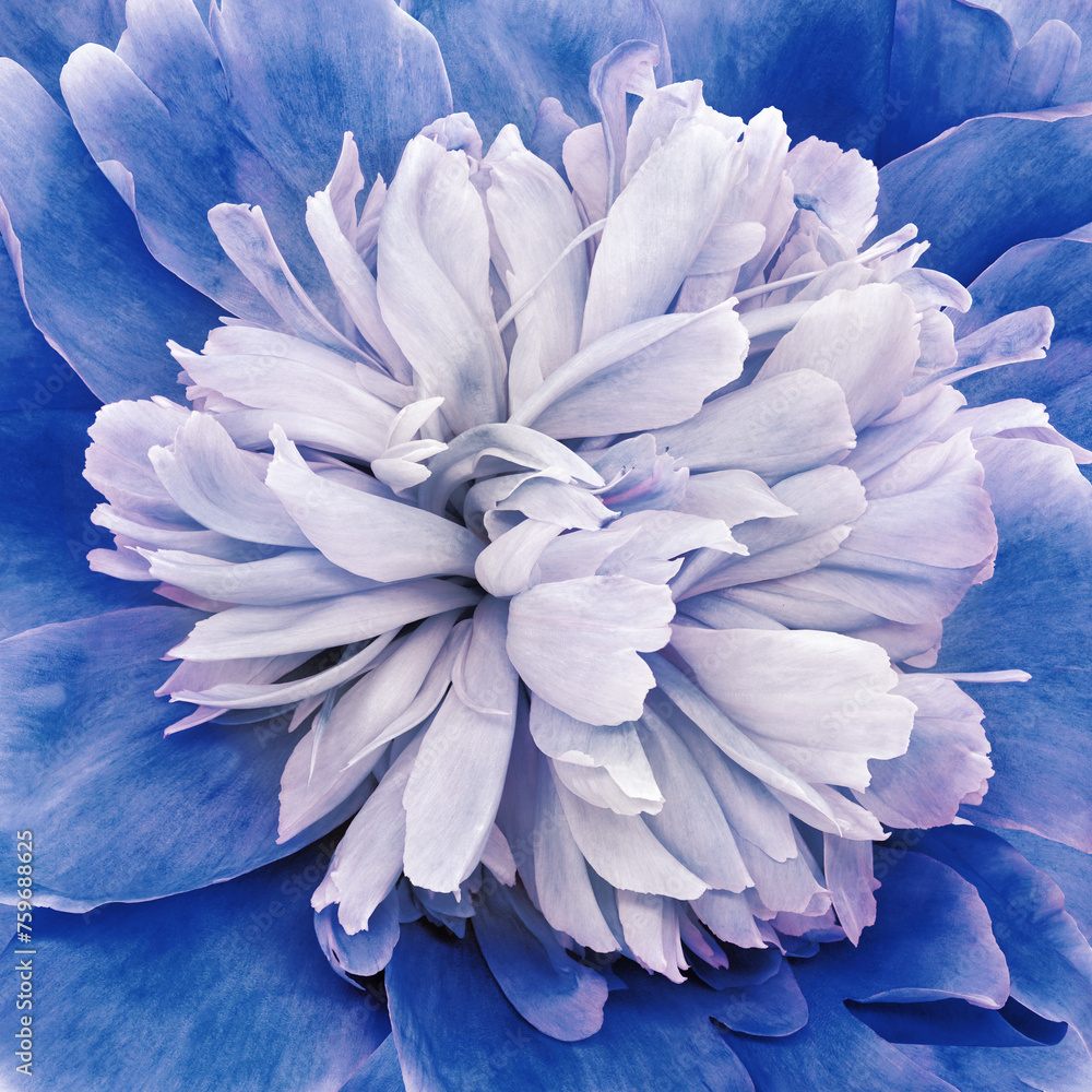 Obraz premium Peony flower. Floral blue background. Closeup. For design. Nature.