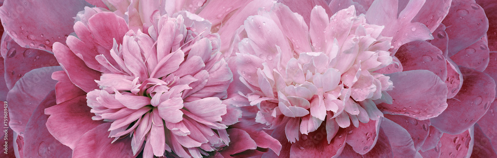 Floral spring background. Bouquet of   pink   peonies. Close-up. Nature.