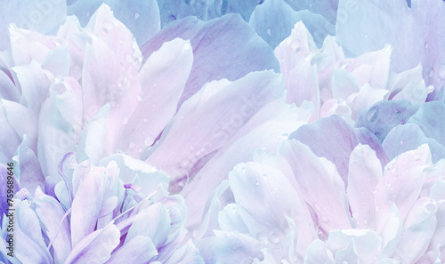 Floral spring background. Bouquet of   blue-pink  peonies. Close-up. Nature. © nadezhda F