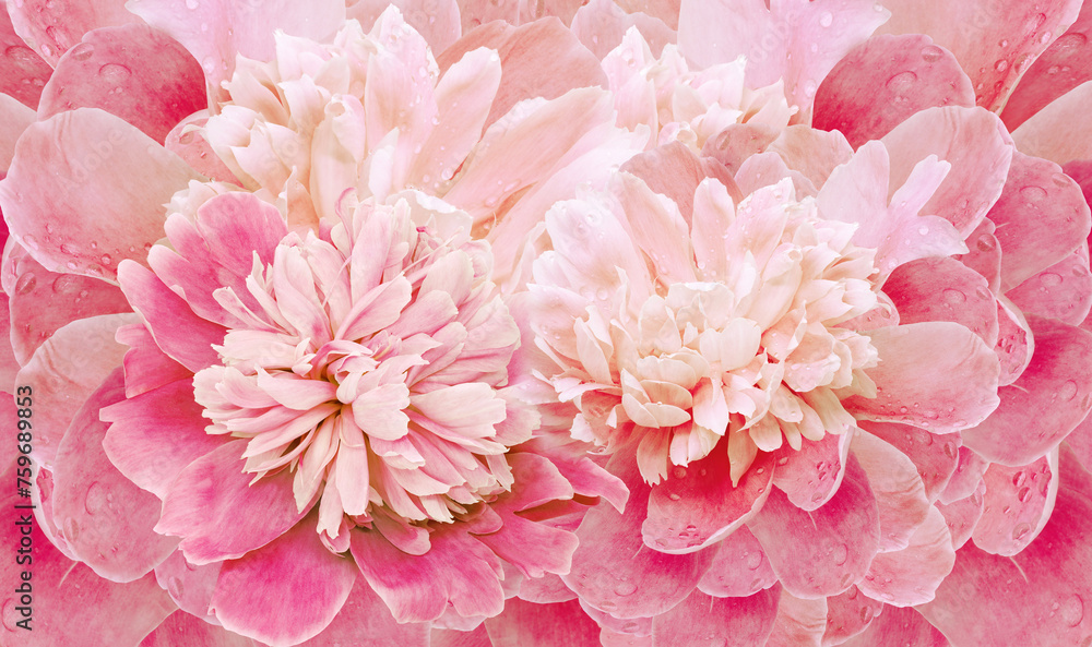 Floral spring background. Bouquet of  pink   peonies. Close-up. Nature.