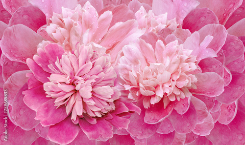 Floral spring background. Bouquet of  red   peonies. Close-up. Nature.