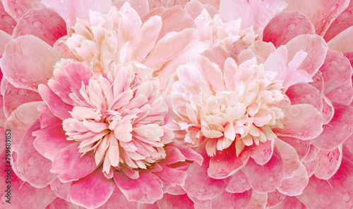 Floral spring background. Bouquet of pink peonies. Close-up. Nature.