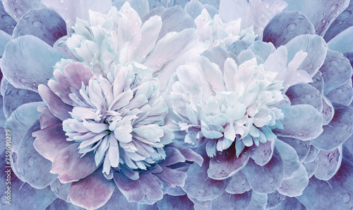 Floral spring background. Bouquet peonies. Close-up. Nature.