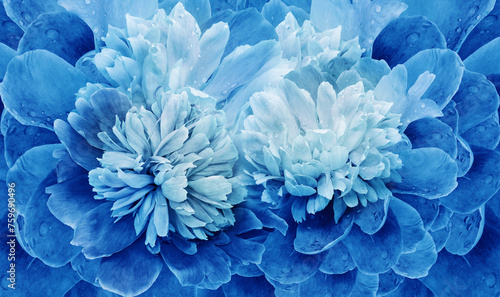 Floral background. Bouquet of blue peonies. Close-up. Nature.
