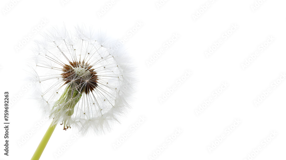 dandelion on a white background, condolence, grieving card, loss, funerals, support