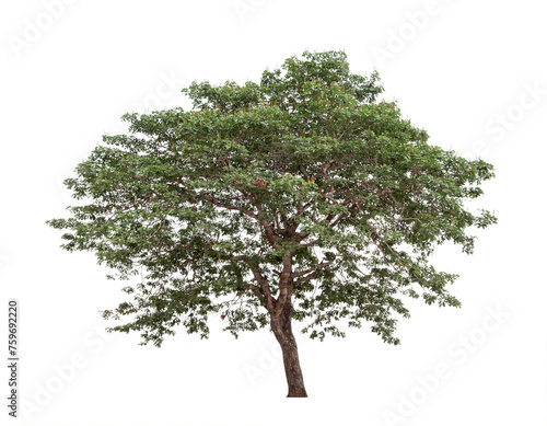 Transparent background tree for design