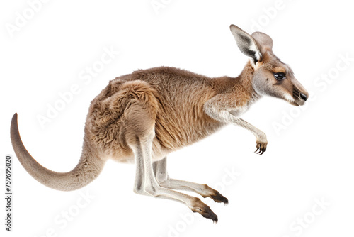 Kangaroo Jump isolated on transparent background,