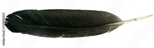 Close up view of black crow feather isolated on transparent background