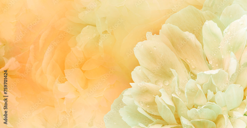 Floral yellow background. Rose and petals flowers. Close-up. Nature. Floral yellow background. Rose and petals flowers. Close-up. Nature.
